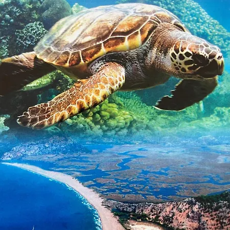 Caretta Luna Ortaca (Mugla)